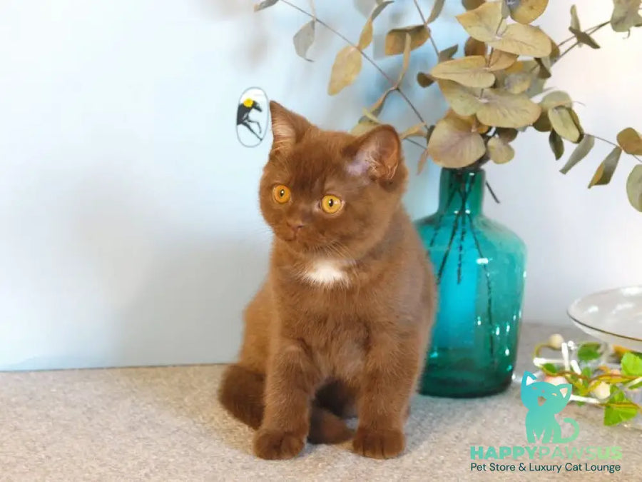 Neo British Shorthair male chocolate - live animals