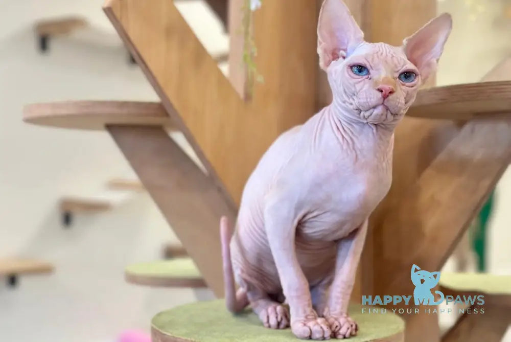 Neo Canadian Sphynx male cream pointed live animals