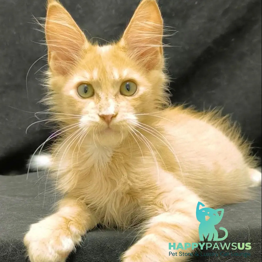Neo Maine Coon male cream silver - live animals