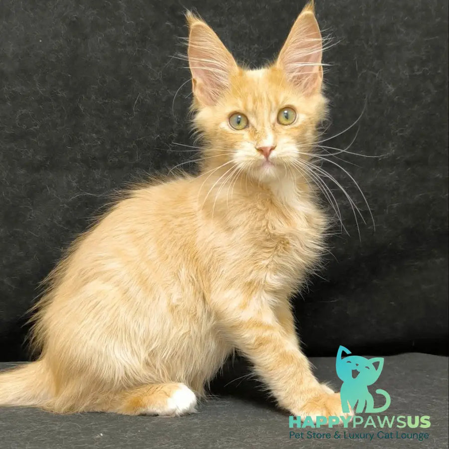 Neo Maine Coon male cream silver - live animals