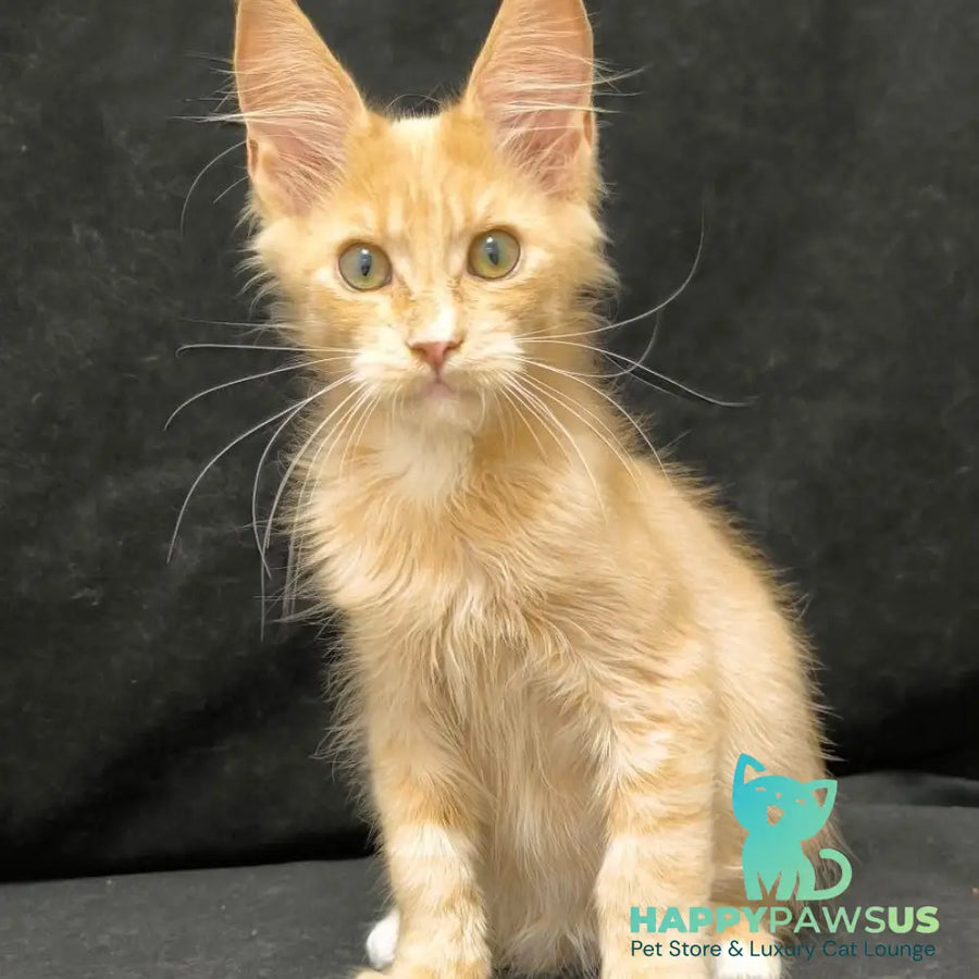 Neo Maine Coon male cream silver - live animals