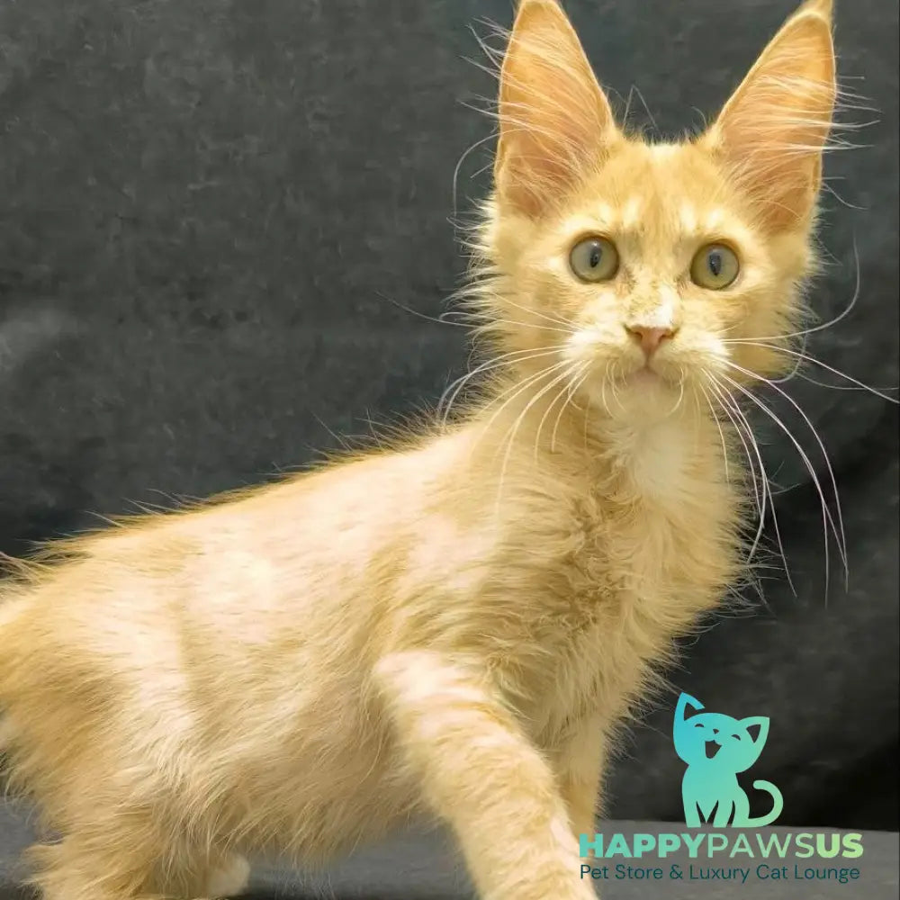 Neo Maine Coon male cream silver - live animals