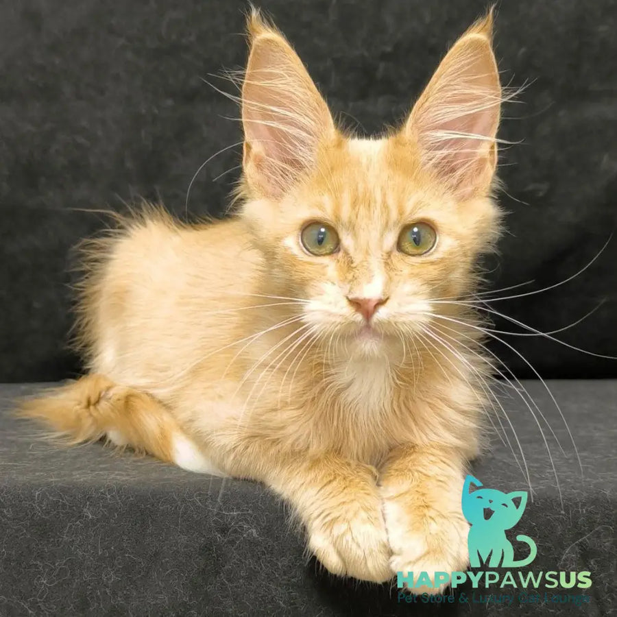 Neo Maine Coon male cream silver - live animals