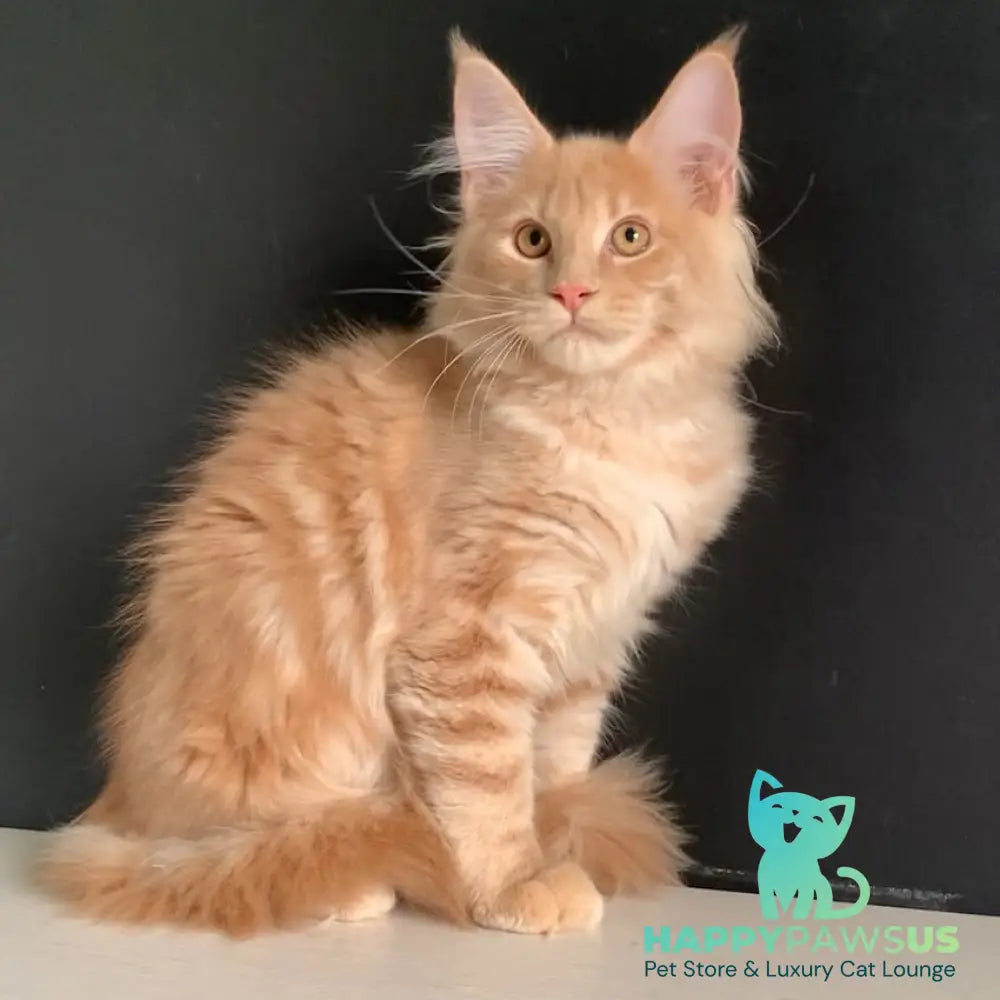 Neo Maine Coon male red - live animals