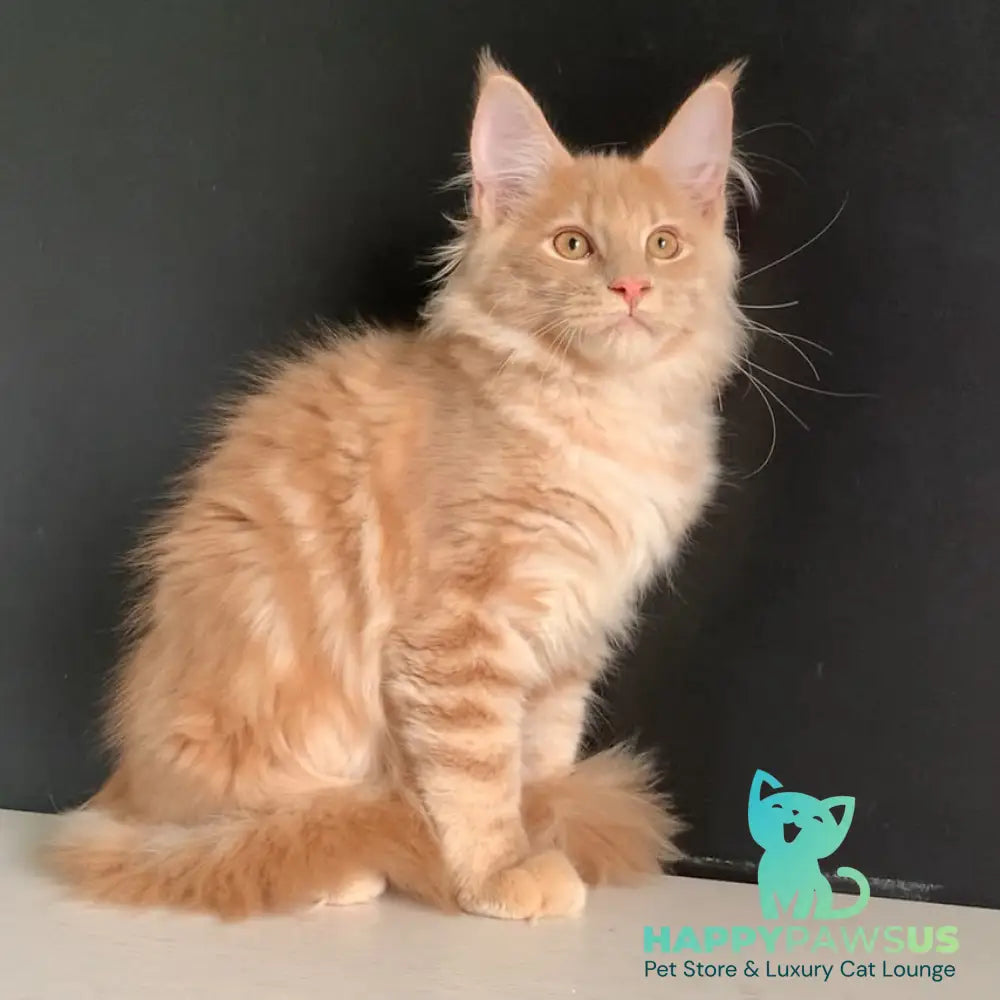Neo Maine Coon male red - live animals