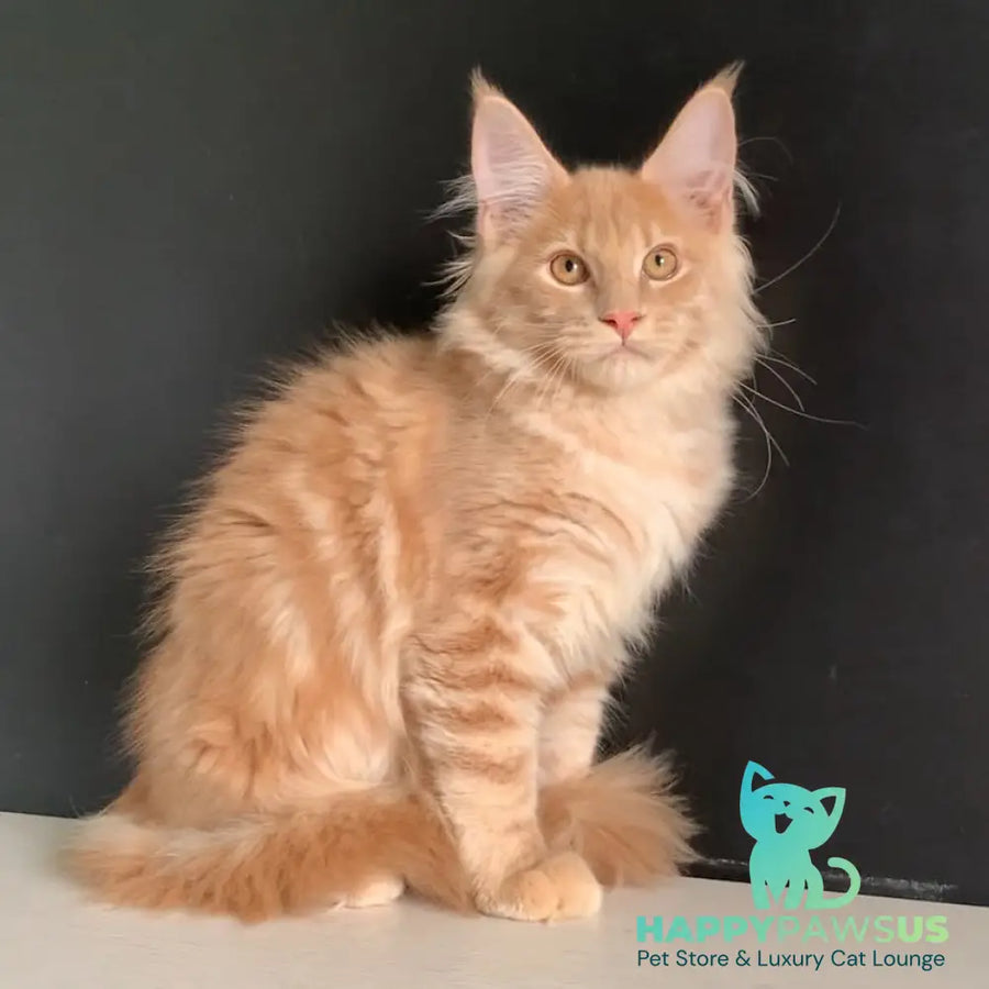 Neo Maine Coon male red - live animals