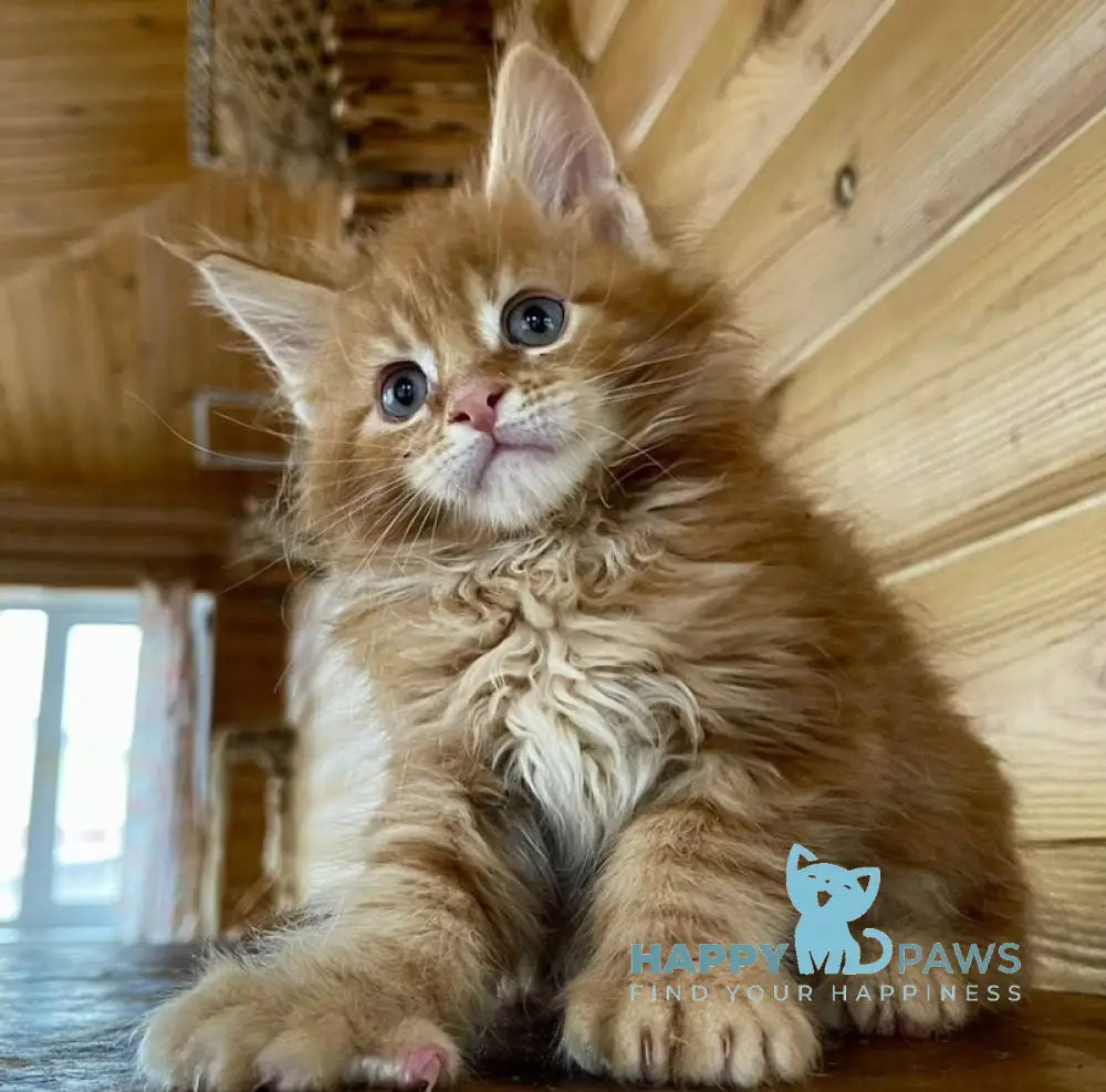 Neo Maine Coon male red tabby live animals