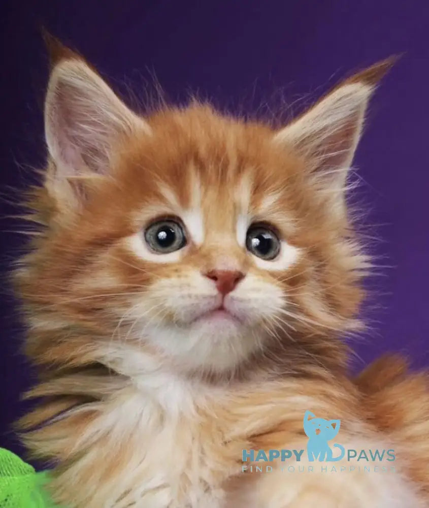 Neo Maine Coon male red tabby live animals