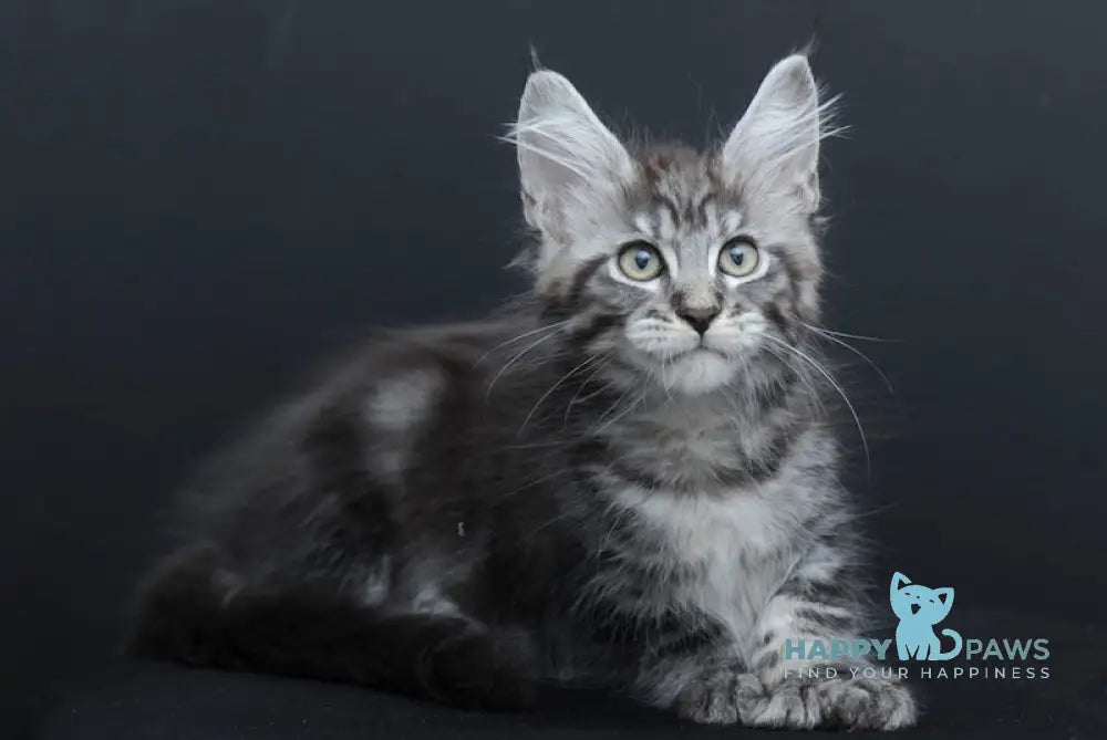 Neo Maine Coon Polydactyl Male Black Silver Tabby Live Animals
