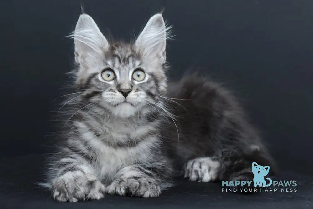 Neo Maine Coon Polydactyl Male Black Silver Tabby Live Animals