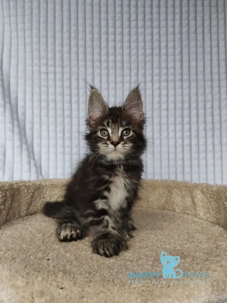 Neo Maine Coon polydactyl male black tabby live animals