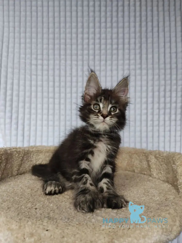 Neo Maine Coon polydactyl male black tabby live animals