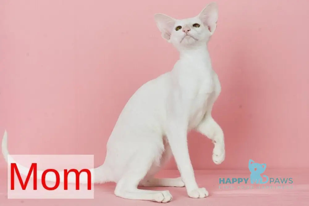 Neo Oriental Shorthair male white live animals