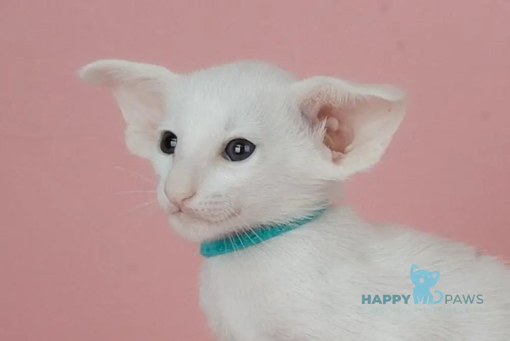 Neo Oriental Shorthair male white live animals