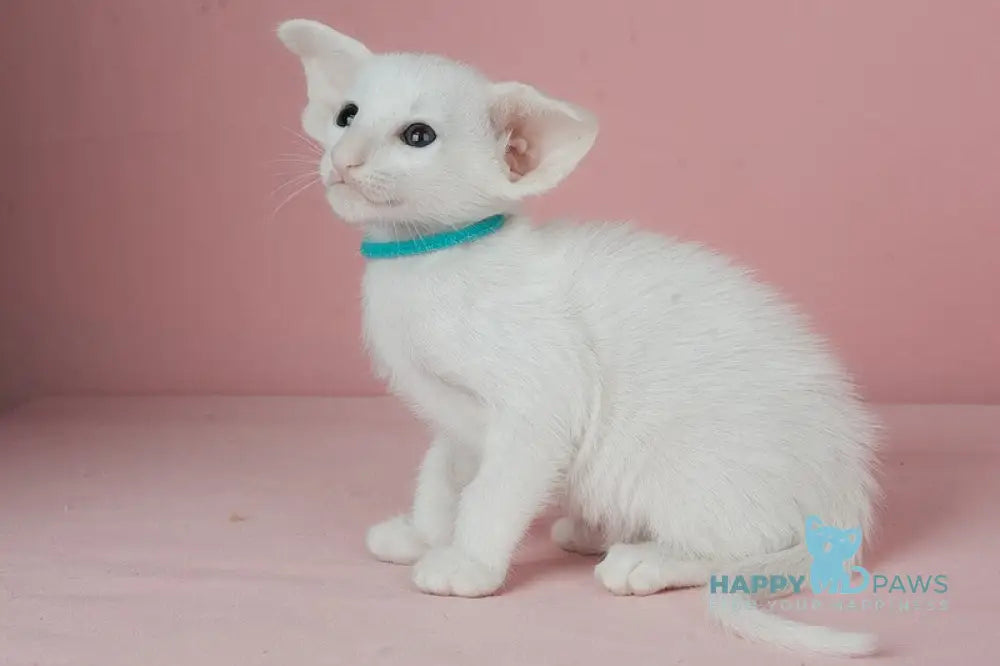 Neo Oriental Shorthair male white live animals