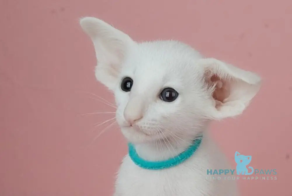 Neo Oriental Shorthair male white live animals