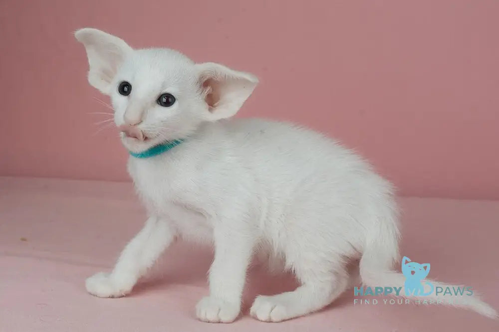 Neo Oriental Shorthair male white live animals
