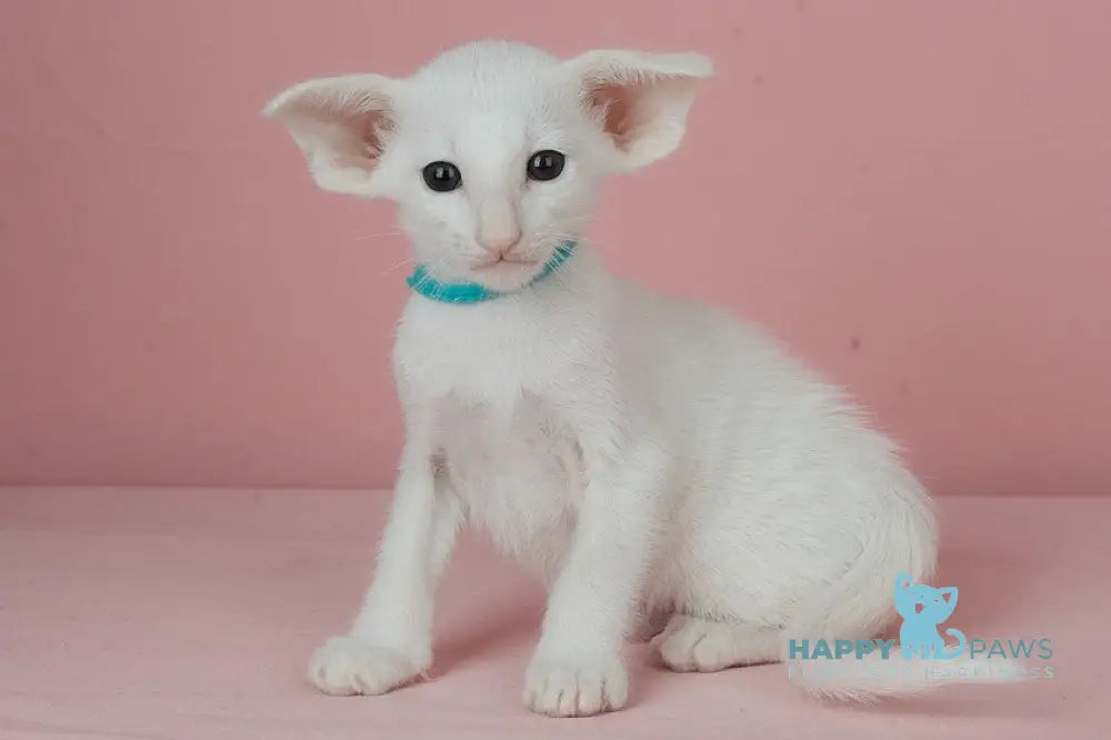 Neo Oriental Shorthair male white live animals