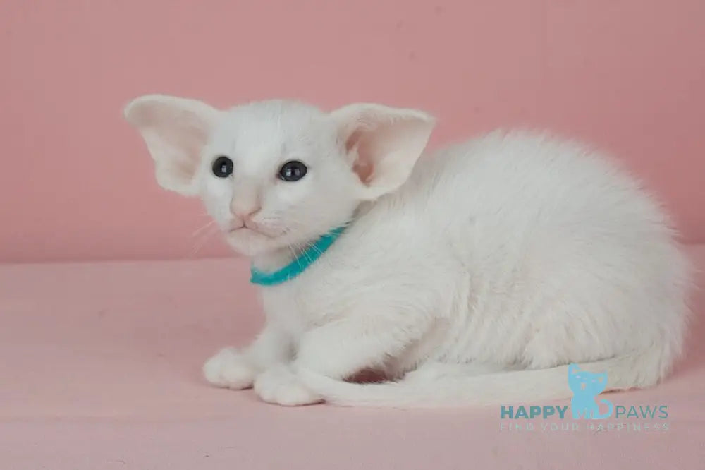 Neo Oriental Shorthair male white live animals