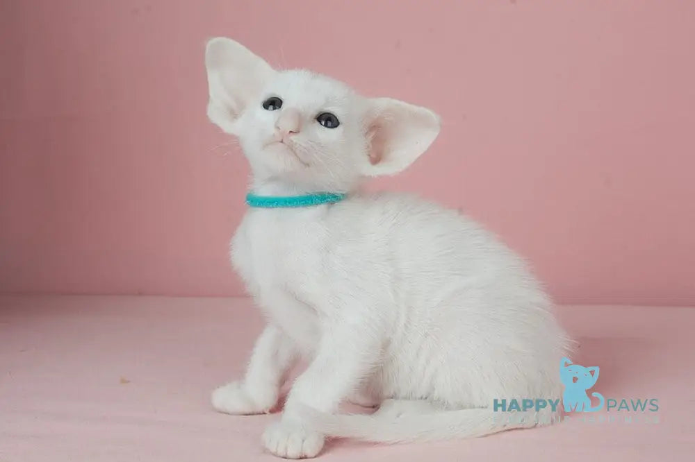 Neo Oriental Shorthair male white live animals