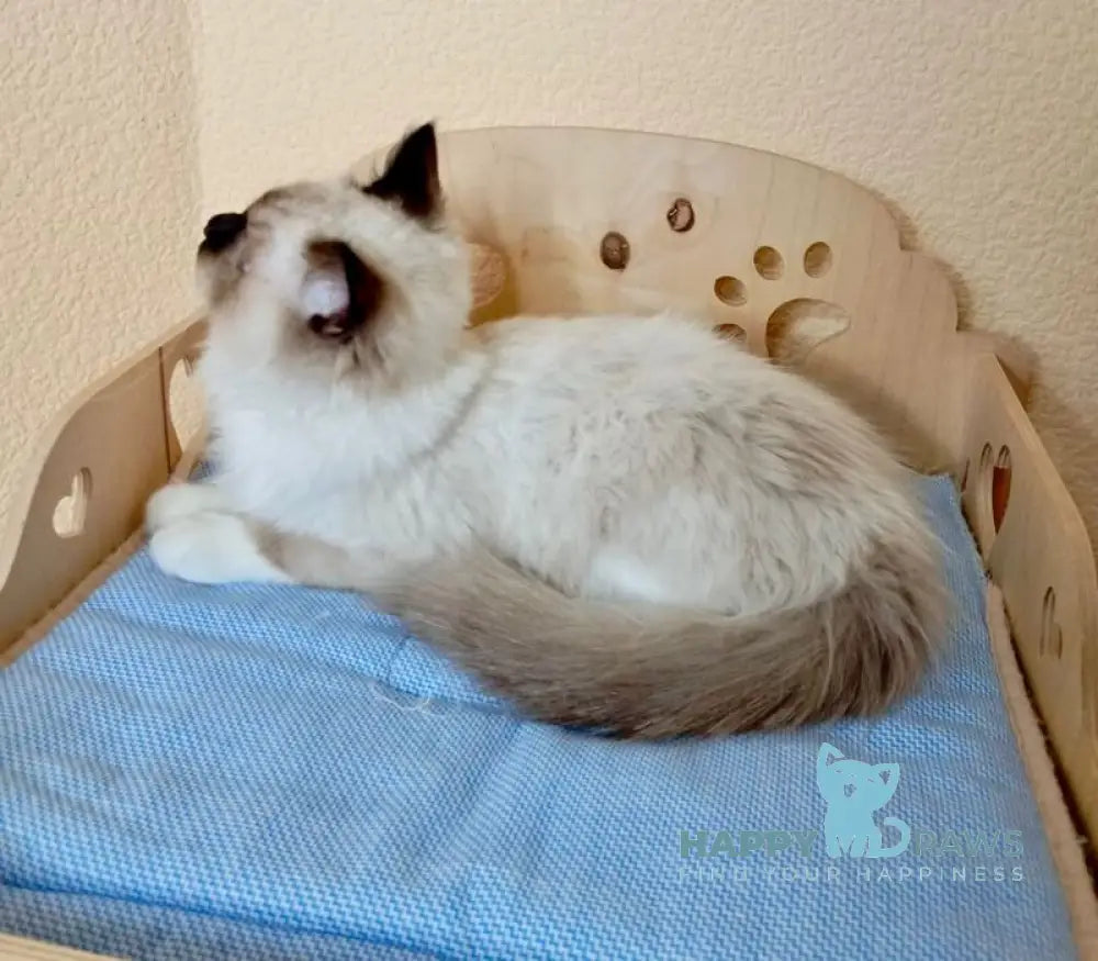 Neo Ragdoll male seal mitted live animals