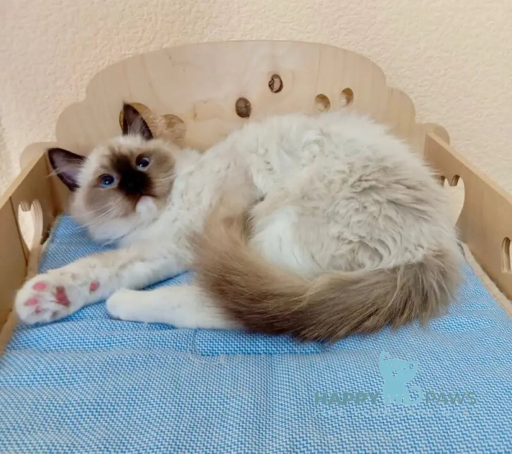 Neo Ragdoll male seal mitted live animals