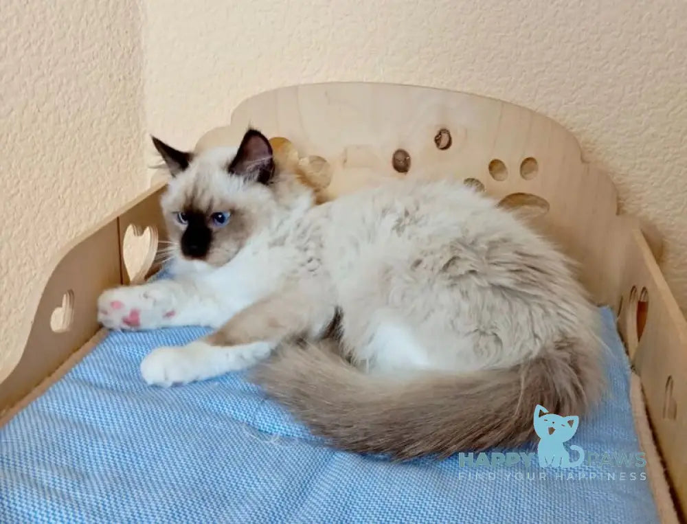 Neo Ragdoll male seal mitted live animals