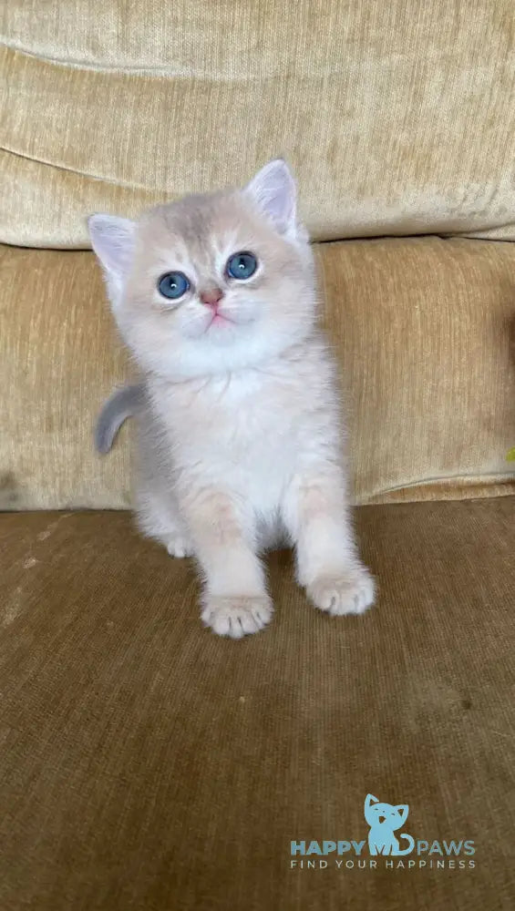 Neon British Shorthair male blue golden shaded live animals