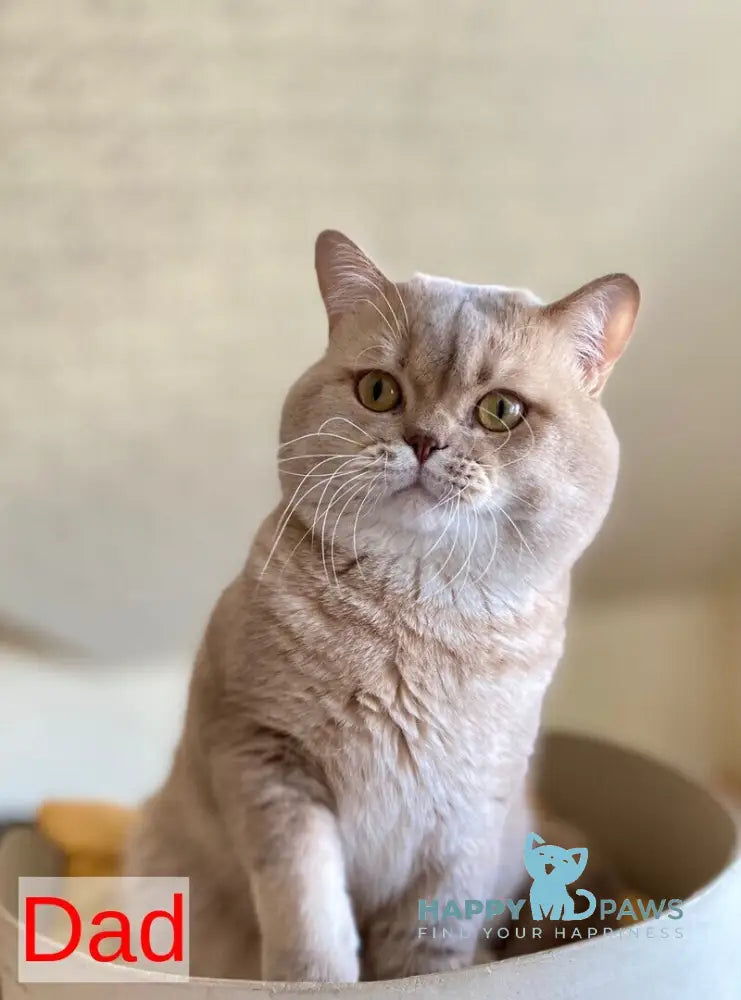 Neon British Shorthair male blue golden shaded live animals