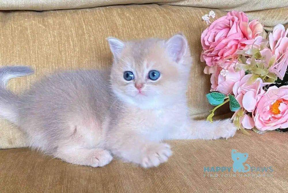 Neon British Shorthair male blue golden shaded live animals