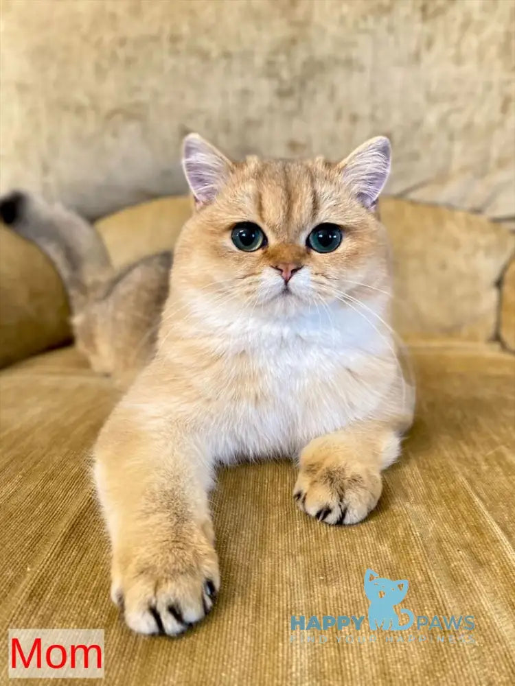 Neon British Shorthair male blue golden shaded live animals