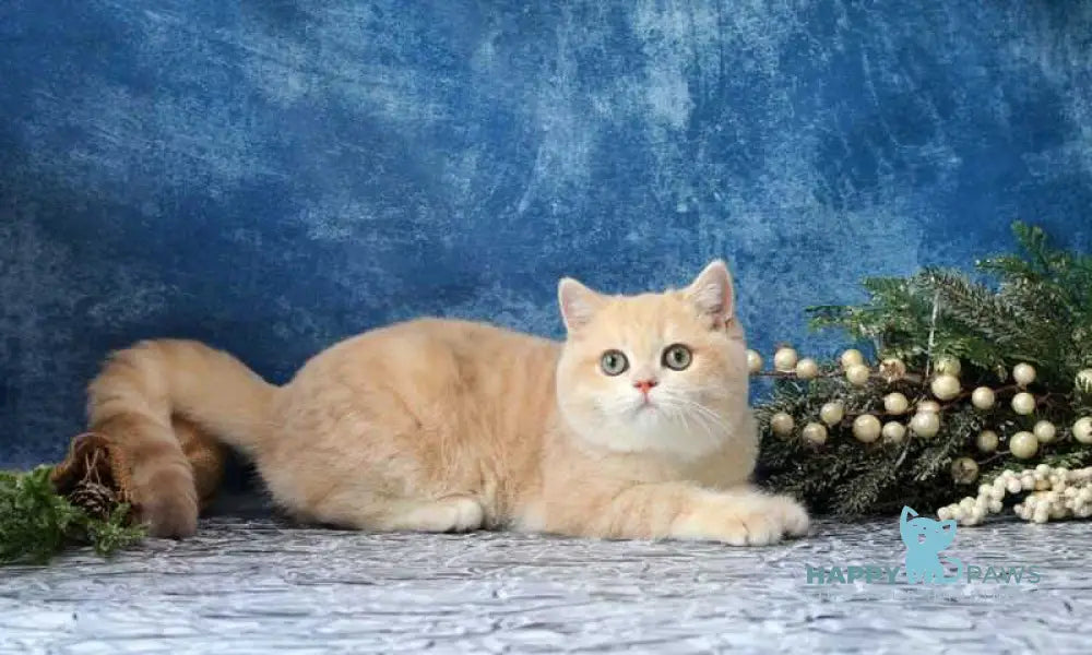 Neon British Shorthair male lilac golden chinchilla live animals