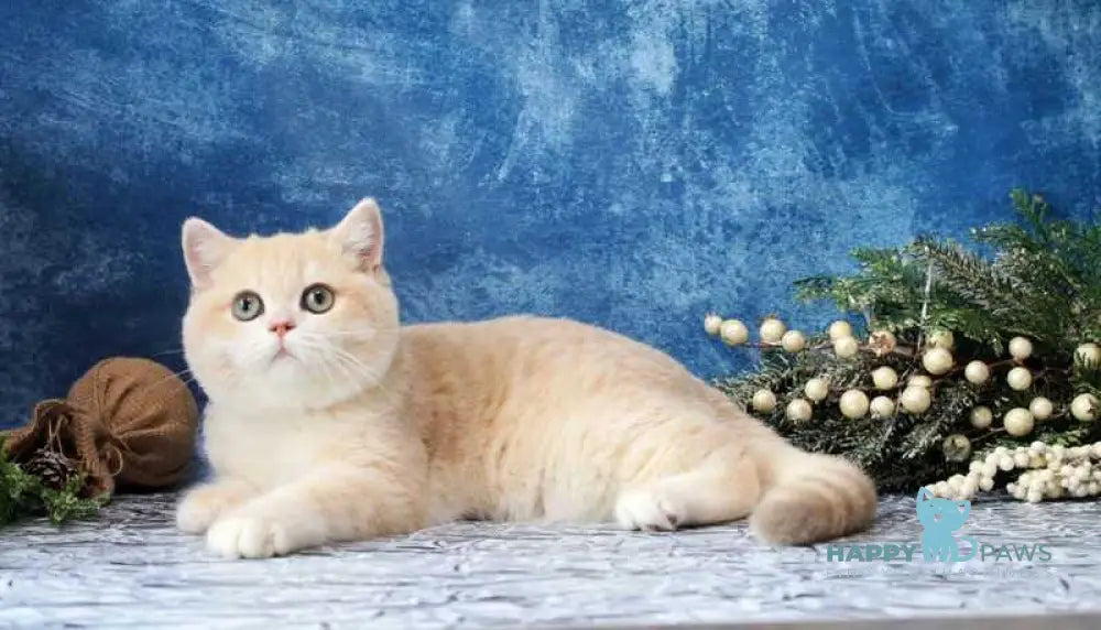 Neon British Shorthair male lilac golden chinchilla live animals