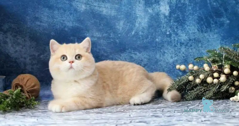 Neon British Shorthair male lilac golden chinchilla live animals