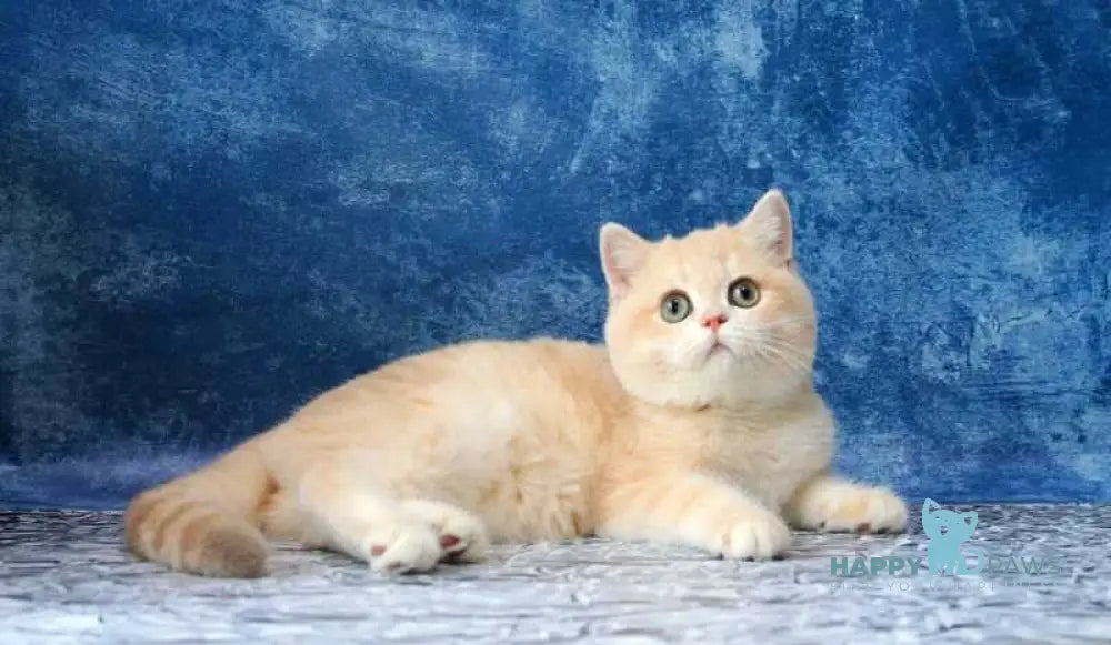 Neon British Shorthair male lilac golden chinchilla live animals