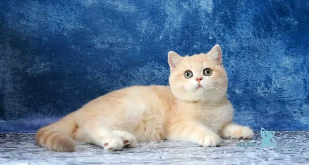 Neon British Shorthair male lilac golden chinchilla live animals