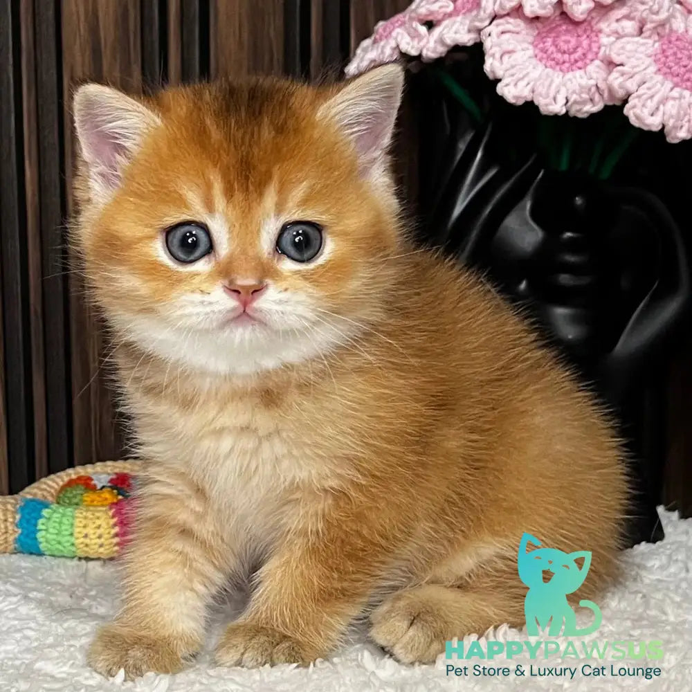 Neptune Scottish Straight male black golden chinchilla - live animals