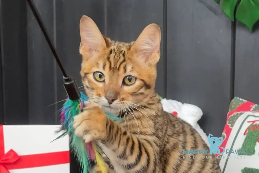 Neptune Toyger male brown tabby live animals
