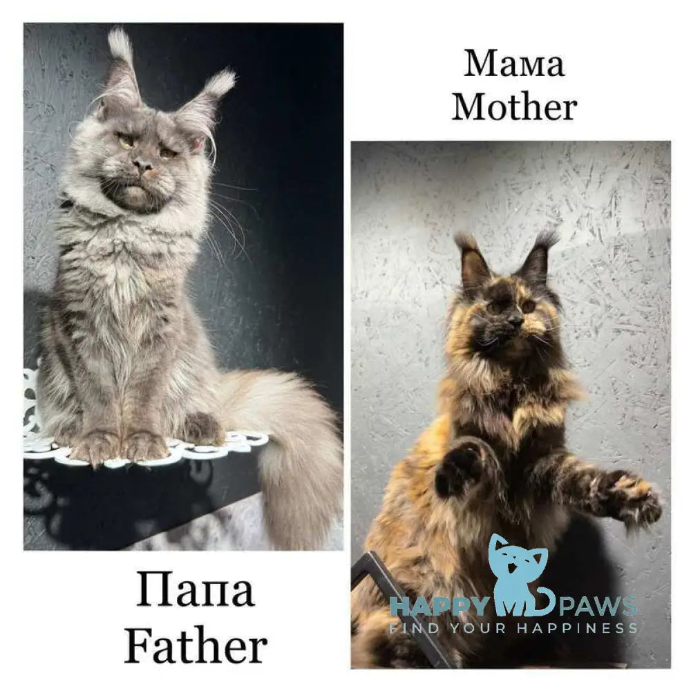 Nerik Maine Coon male black silver live animals