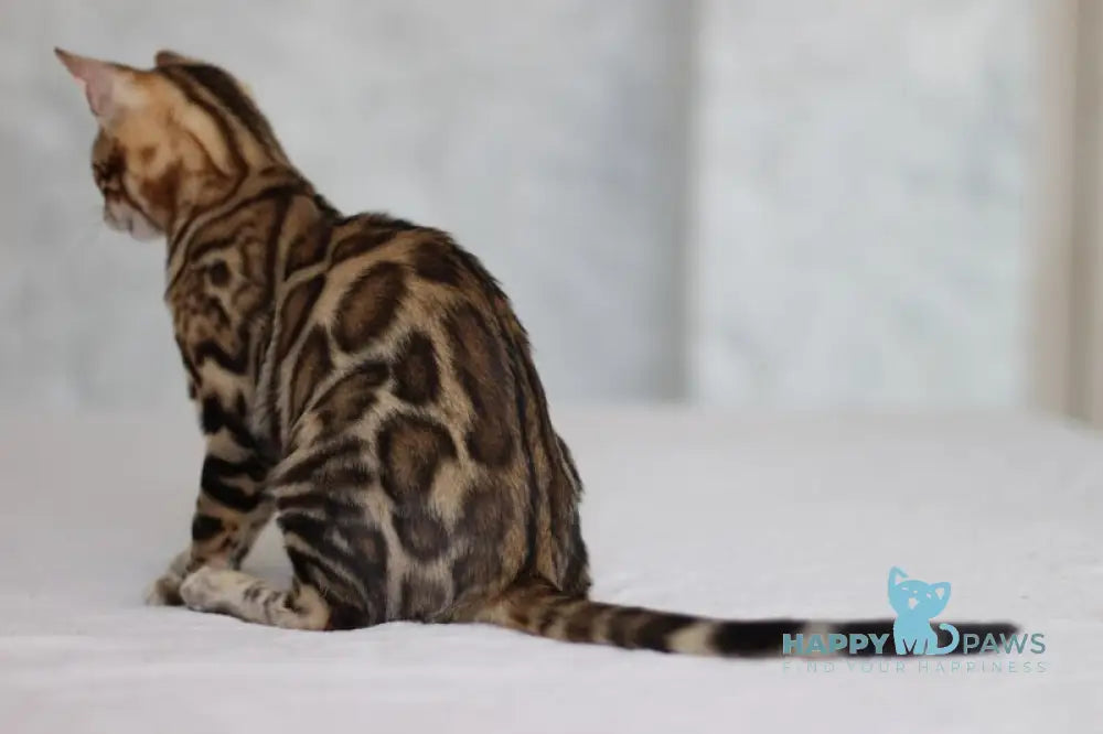 Nessi Bengal male black spotted tabby live animals