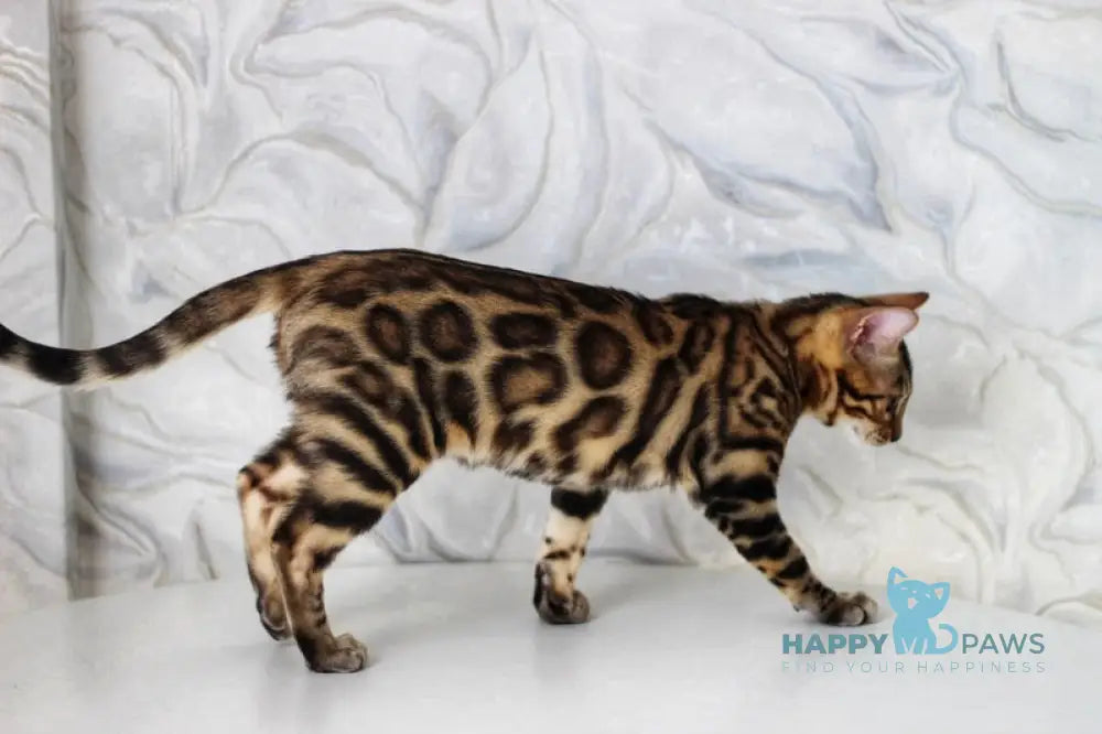 Nessi Bengal male black spotted tabby live animals