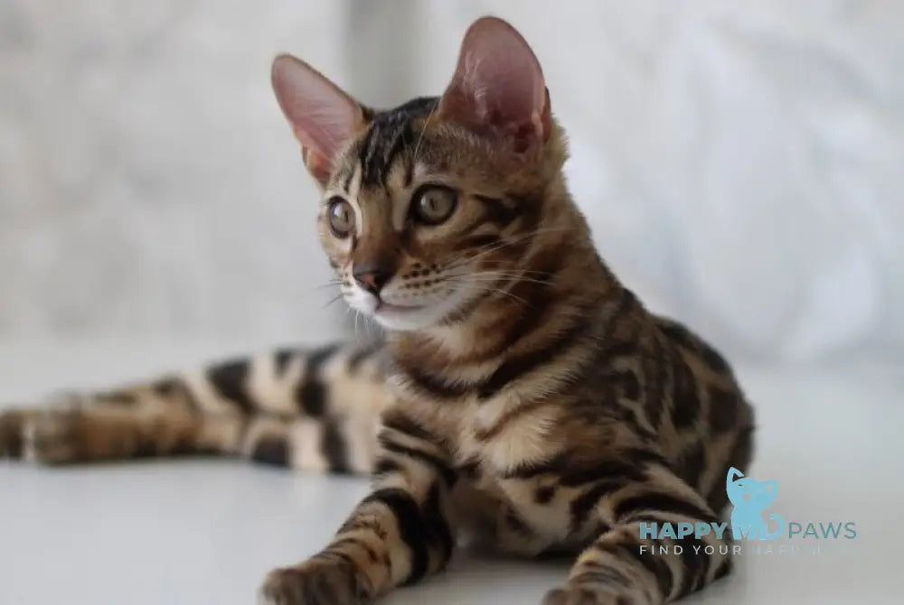 Nessi Bengal male black spotted tabby live animals