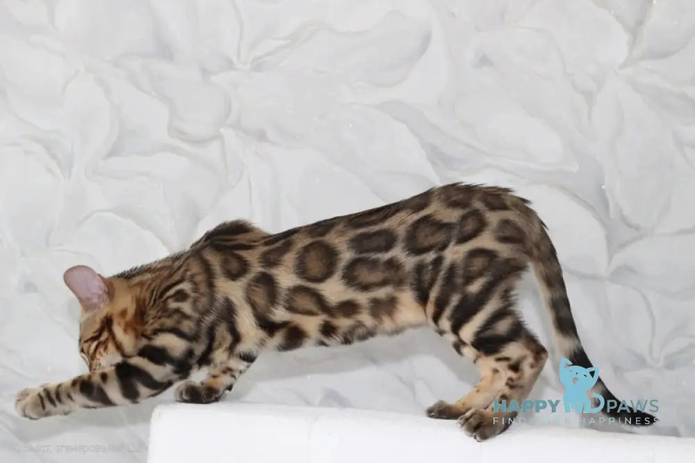 Nessi Bengal male black spotted tabby live animals