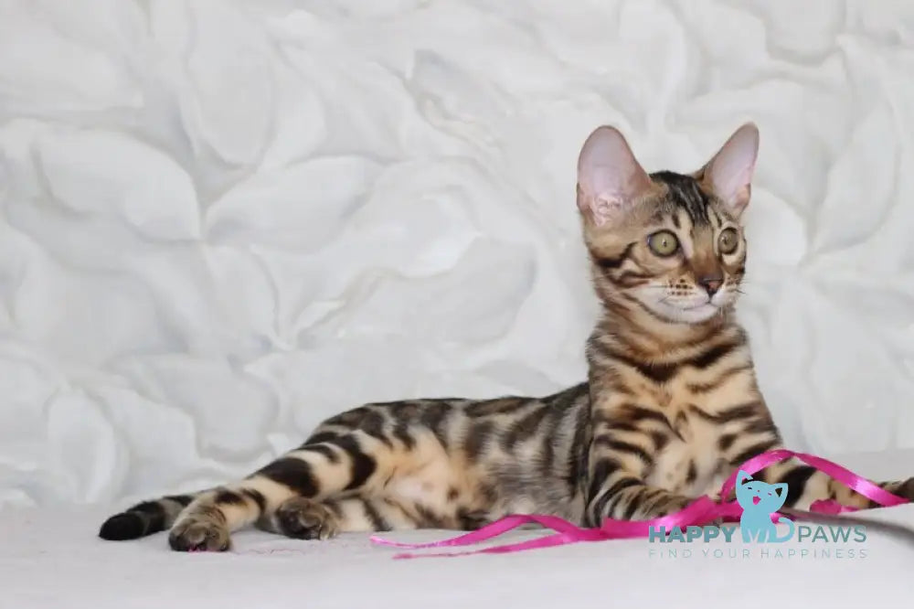 Nessi Bengal male black spotted tabby live animals