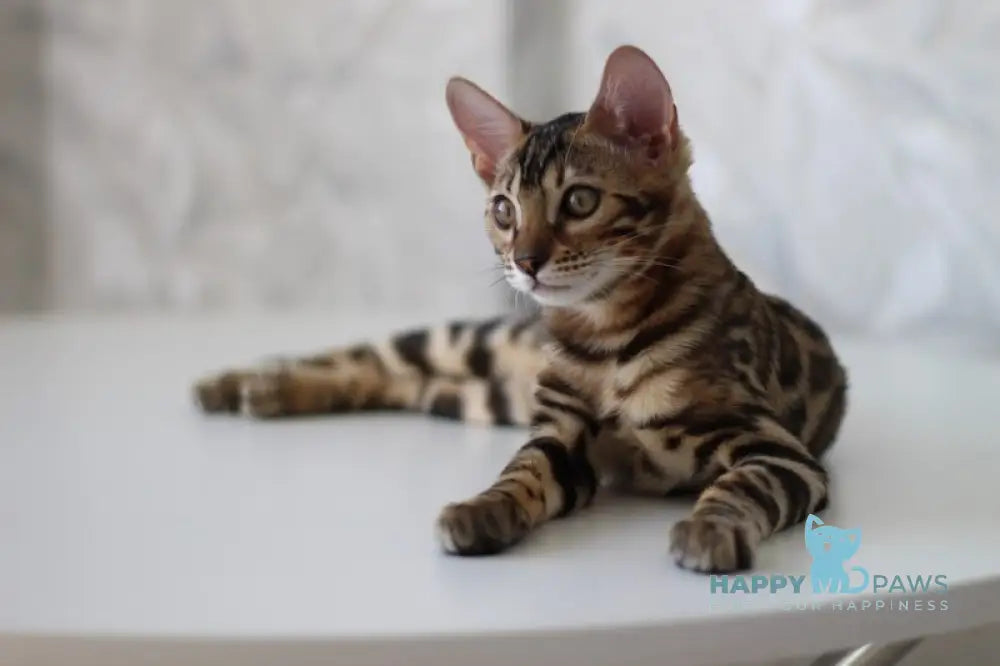 Nessi Bengal male black spotted tabby live animals