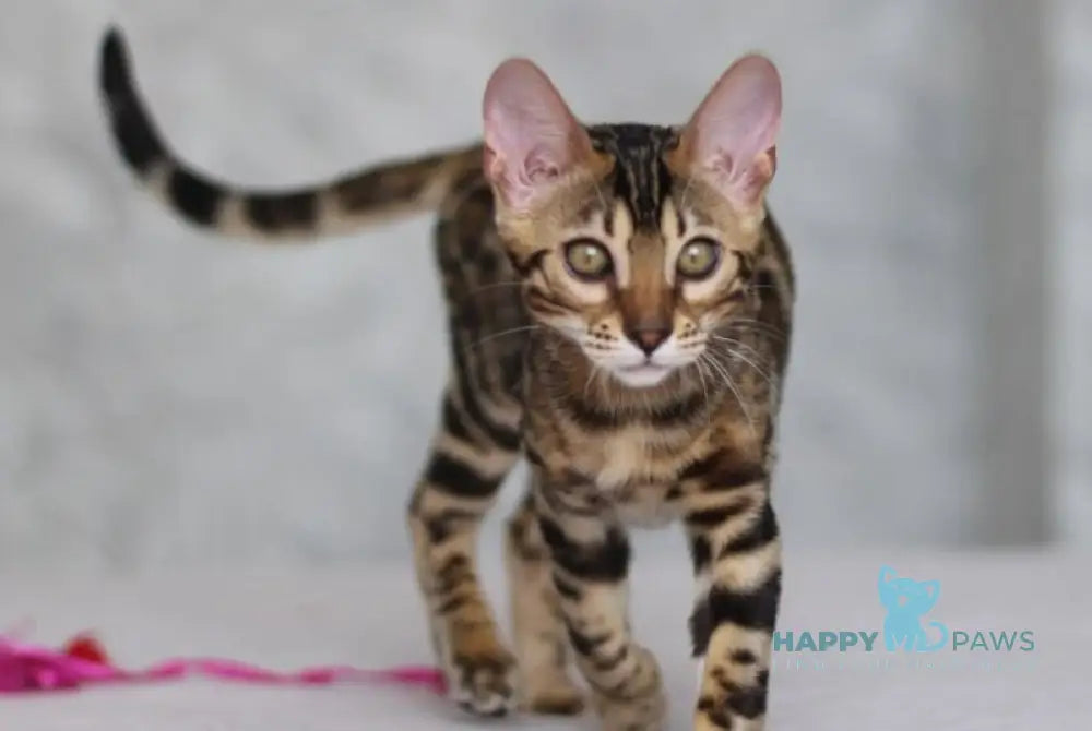 Nessi Bengal male black spotted tabby live animals