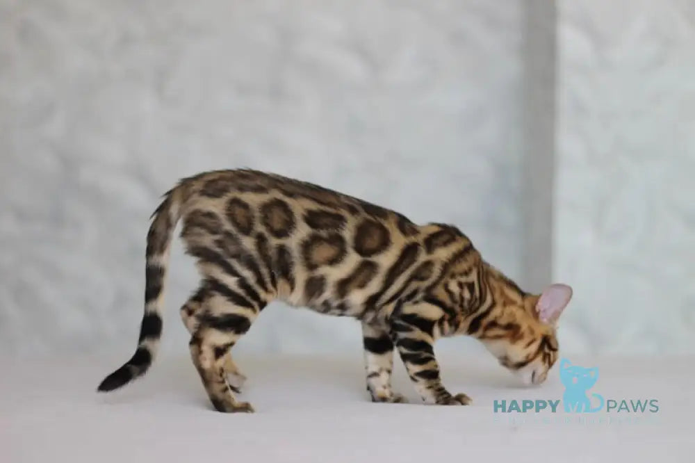 Nessi Bengal male black spotted tabby live animals