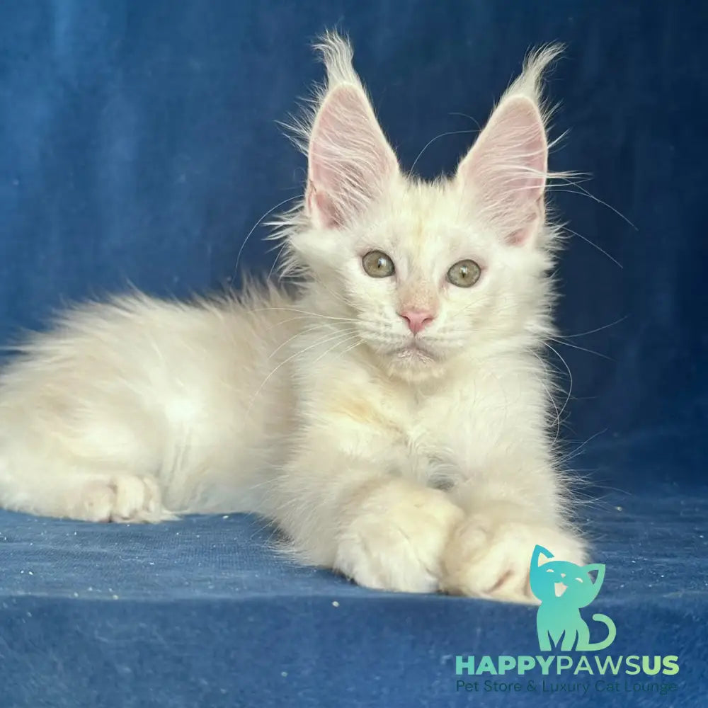 Nessi Maine Coon female red silver shaded - live animals
