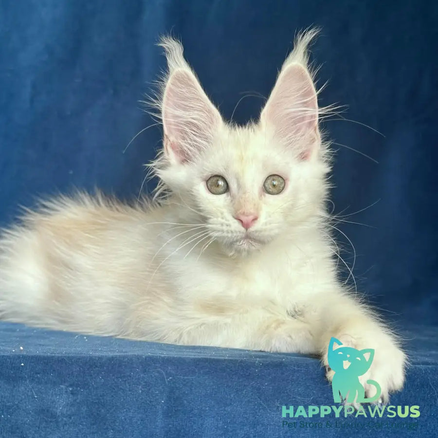 Nessi Maine Coon female red silver shaded - live animals