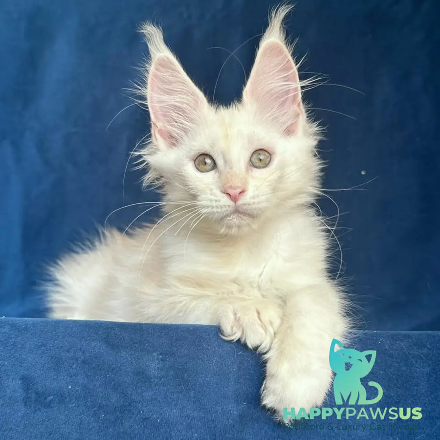 Nessi Maine Coon female red silver shaded - live animals